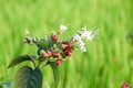 White flower on green background Royalty Free Stock Photo