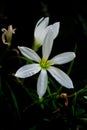 white flower with green background