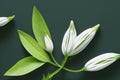 White flower on a green background. Flat lay, top view. Royalty Free Stock Photo