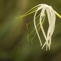 White flower before green background