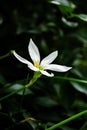 white flower with green background closeup