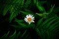 White flower between green fern leaves