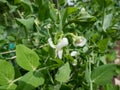 White flower of green garden sweet pea plant (Pisum sativum) among green leaves in garden Royalty Free Stock Photo
