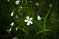 White flower in green grass