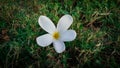 White flower on green grass Royalty Free Stock Photo