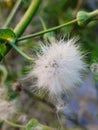 White flower green grass pretty Royalty Free Stock Photo