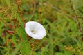White flower and green leaves Royalty Free Stock Photo