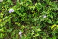 White flower among green leaves. Living and important nature