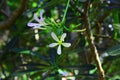 White flower with green leaves Royalty Free Stock Photo