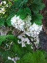 White flower on green leaves , particularly blurred