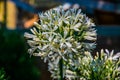 White flower with green leaves. spring flowers at a market stand. Royalty Free Stock Photo