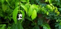 White flower and green leaves water droplet after raining day.