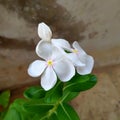 White flower