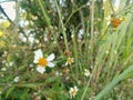 White flower with green meadow background