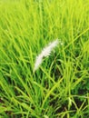 white flower with green seed,baturaja indonesia