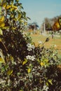 White flower, green and yellow leaves with cloud and sky background.