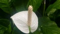 White flower groom Royalty Free Stock Photo