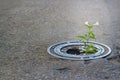 White flower growing in broken metal pipe on street