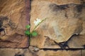 White flower growing on crack stone wall soft focus Royalty Free Stock Photo