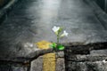 White flower growing on crack street, soft focus Royalty Free Stock Photo