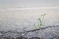 White flower growing on crack street, soft focus Royalty Free Stock Photo