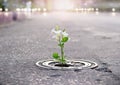 White flower growing on crack street, soft focus, blank text