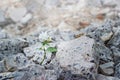 White flower growing on cracks ruins building, hope and faith concept, soft focus