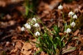 a white flower is growing in the grass near a rock wall and mossy ground with green grass growing on it