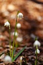 a white flower is growing in the grass near a rock wall and mossy ground with green grass growing on it Royalty Free Stock Photo