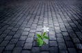 White flower growing on street floor old brick at night, soft fo