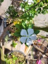 White flower growing under the shadows of big plant