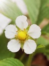 Wild strawberry plant flower Royalty Free Stock Photo