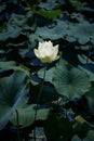 A white flower grows in a swamp Royalty Free Stock Photo