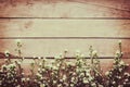 White flower on grunge wood board background with space. Royalty Free Stock Photo