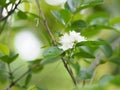 White flower of guava friut name Psidium guajava Linn. Myrtaceae