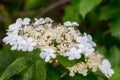 White flower of the guelder rose is surrounded by green leaves_ Royalty Free Stock Photo