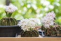 White flower gymnocalycium mihanovichii cactus in black little pot blooming with sunlight over blur green natural bokeh background Royalty Free Stock Photo