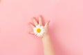A white daisy in the hands of a child on a pink paper background . A daisy in children& x27;s hands. Royalty Free Stock Photo