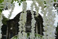 White flower hanging on the park with church background Royalty Free Stock Photo