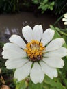 White flower and have yellow pollen