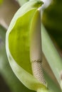 White flower of Heart Leaf Philodendron. philodendron Royalty Free Stock Photo