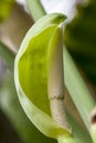White flower of Heart Leaf Philodendron. philodendron Royalty Free Stock Photo