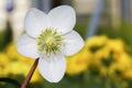 White flower of Helleborus Niger Christmas Rose