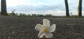 White flower in Highway. Sky and tree. Royalty Free Stock Photo