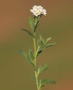 White flower of Hoary alyssum. Berteroa incana