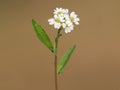 White flower of Hoary alyssum plant. Berteroa incana