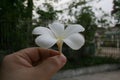 White flower hold with hand on green background Royalty Free Stock Photo