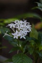White Flower in home garden