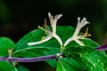 White flower, Honeysuckle plant are arching shrubs or twining vines in the family Caprifoliaceae, Royalty Free Stock Photo