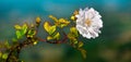 white flower horizontal background big size image rose